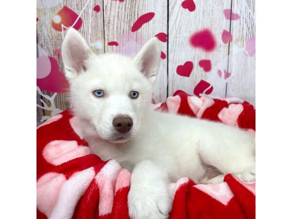 Siberian Husky DOG Male White 8690 Petland Athens, OH