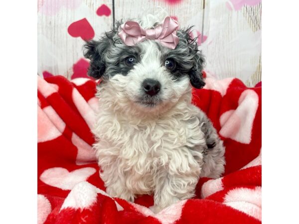 Goldendoodle Mini DOG Female Blue Merle 8689 Petland Athens, OH