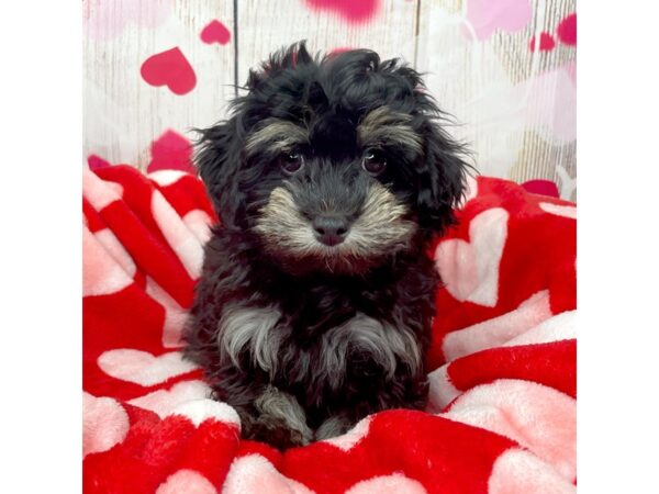 Havapoo-DOG-Male-Black / Tan-8688-Petland Athens, OH