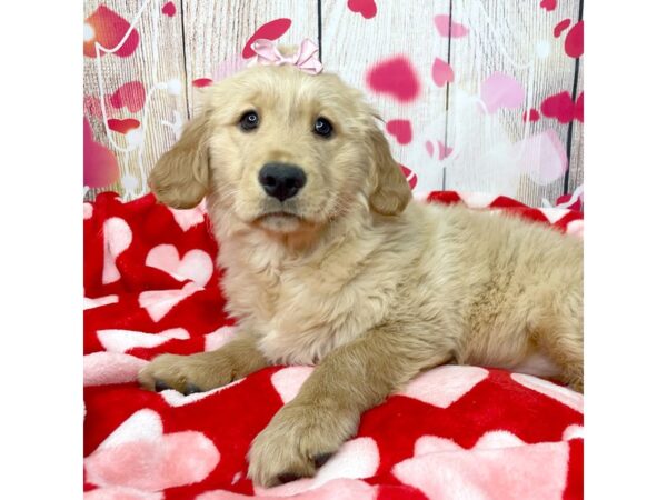 Golden Retriever DOG Female Golden 8687 Petland Athens, OH