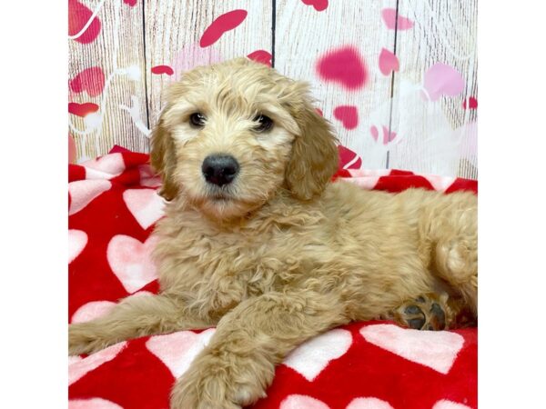 Goldendoodle DOG Male Golden 8686 Petland Athens, OH