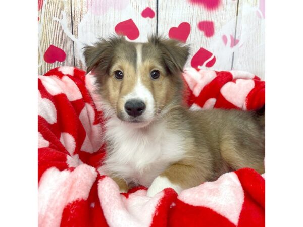 Shetland Sheepdog DOG Male Sable / White 8685 Petland Athens, OH