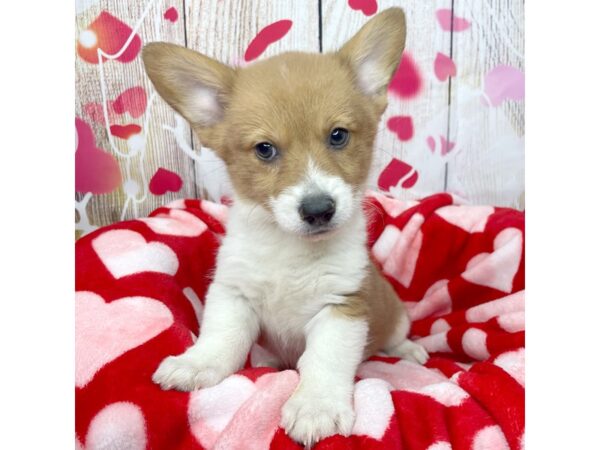 Pembroke Welsh Corgi DOG Male Sable / White 8684 Petland Athens, OH