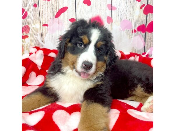 Bernese Mountain Dog DOG Male Black White / Tan 8681 Petland Athens, OH