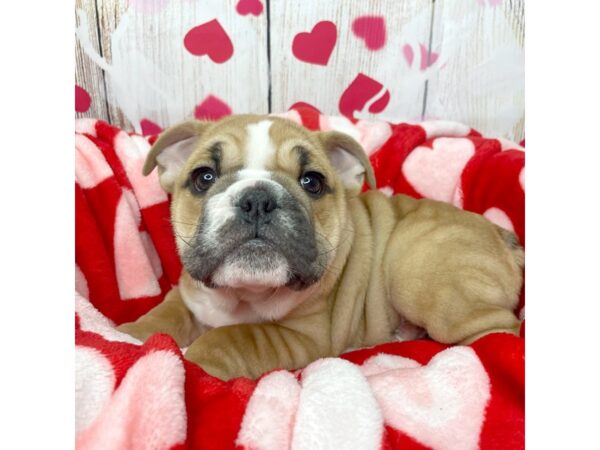 Bulldog DOG Male Red 8682 Petland Athens, OH