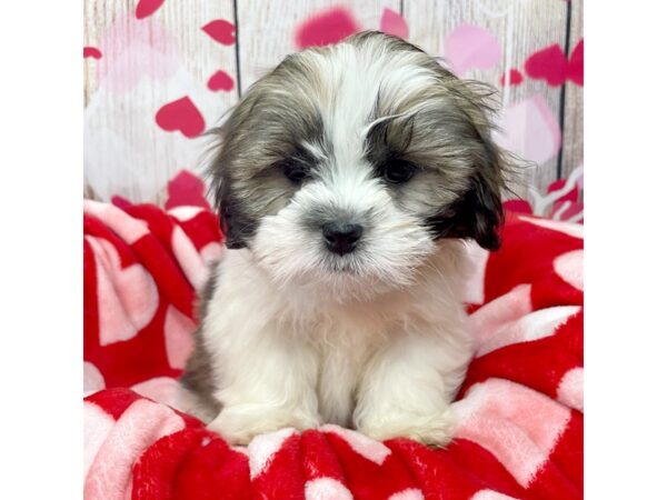 Lhasa Apso-DOG-Male-Golden-8683-Petland Athens, OH