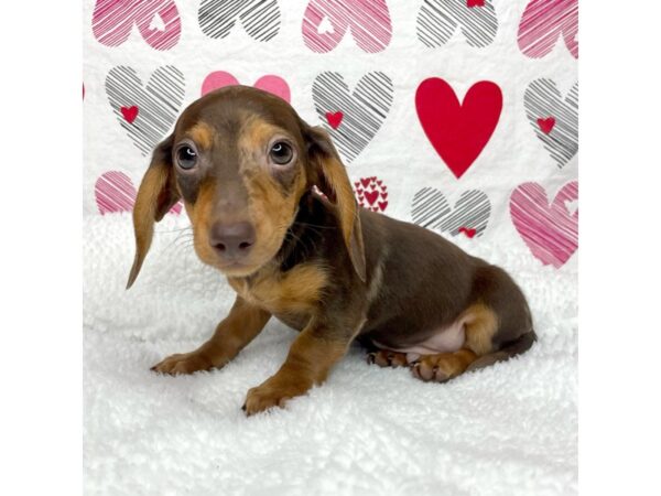 Dachshund DOG Male Chocolate / Tan 8699 Petland Athens, OH