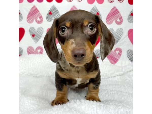 Dachshund DOG Male Chocolate / Tan 8698 Petland Athens, OH