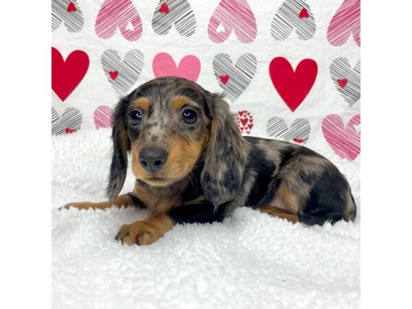 Dachshund DOG Female Black / Tan 8697 Petland Athens, OH