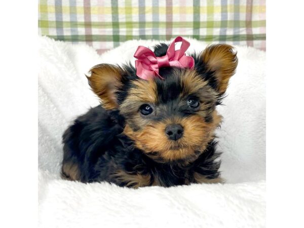 Silky Terrier DOG Female Black / Tan 8700 Petland Athens, OH