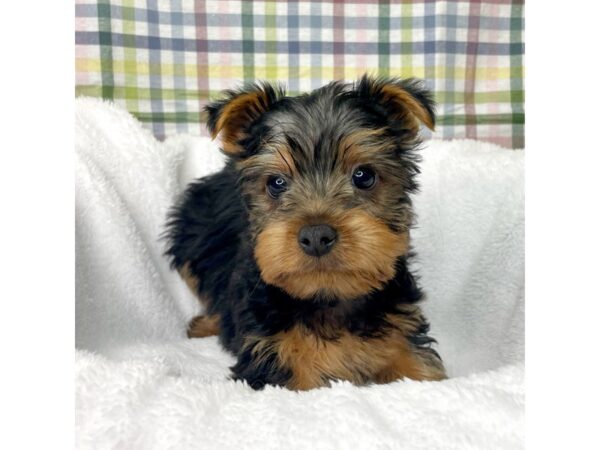 Silky Terrier DOG Male Black / Tan 8701 Petland Athens, OH