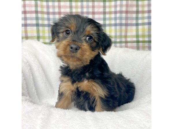 Yorkshire Terrier DOG Male Black / Tan 8703 Petland Athens, OH