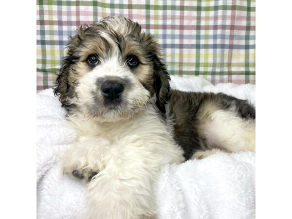 Poodle/Saint Bernard DOG Male Mahogany / White 8706 Petland Athens, OH