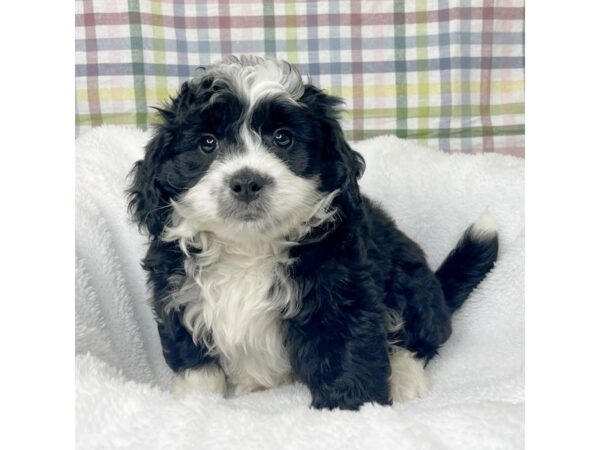 Bernedoodle Mini DOG Male Black 8707 Petland Athens, OH