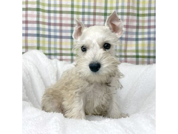 Miniature Schnauzer DOG Male Cream 8705 Petland Athens, OH