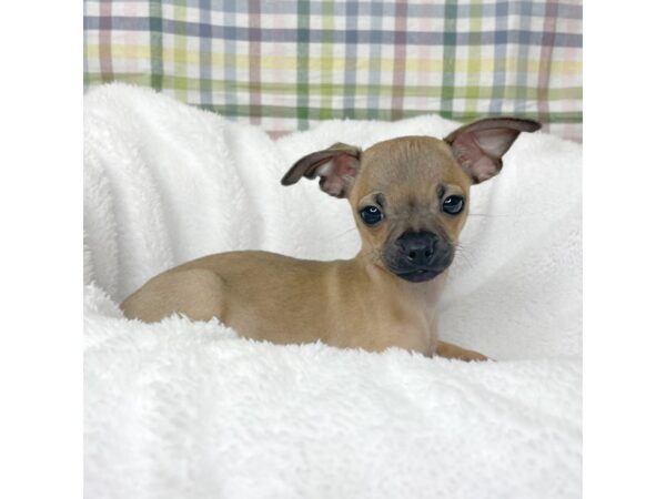 Chihuahua DOG Male Fawn 8704 Petland Athens, OH