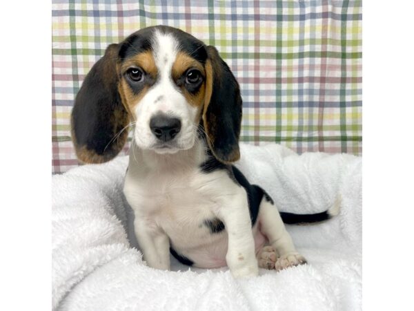 Beagle DOG Male Black 8708 Petland Athens, OH