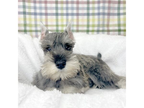 Miniature Schnauzer DOG Female Salt / Pepper 8709 Petland Athens, OH