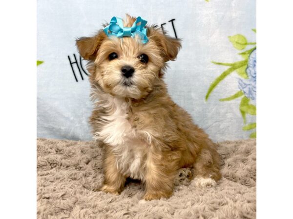 Morkie-DOG-Female-Brown-8719-Petland Athens, OH