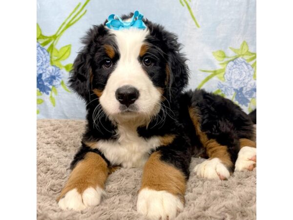 Bernese Mountain Dog-DOG-Female-Tri-8718-Petland Athens, OH