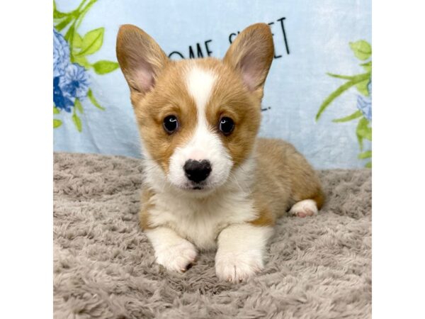 Pembroke Welsh Corgi-DOG-Male-Sable / White-8717-Petland Athens, OH