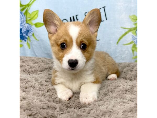 Pembroke Welsh Corgi DOG Male Sable / White 8717 Petland Athens, OH