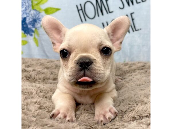 French Bulldog DOG Female Cream 8716 Petland Athens, OH