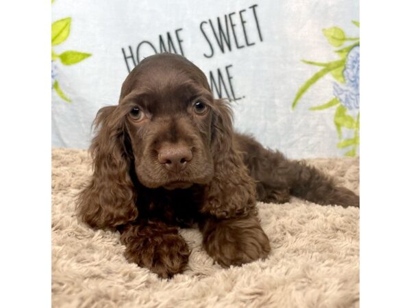 Cocker Spaniel DOG Male Brown 8715 Petland Athens, OH