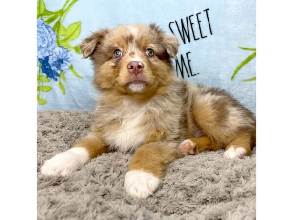 Mini Aussie-DOG-Male-Red merle-8714-Petland Athens, OH