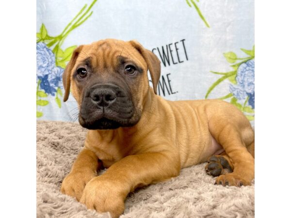 Bullmastiff DOG Female Apricot 8713 Petland Athens, OH