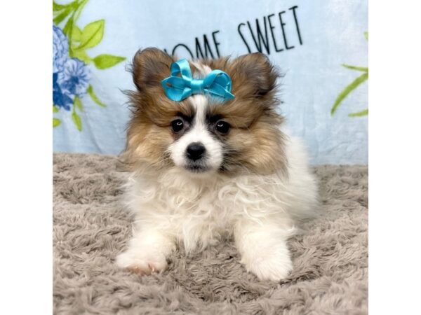 Pomeranian DOG Female Red 8712 Petland Athens, OH