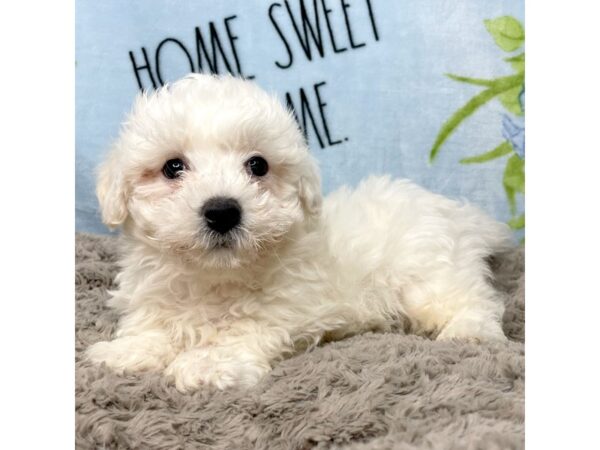 Bichon Frise DOG Male White 8711 Petland Athens, OH