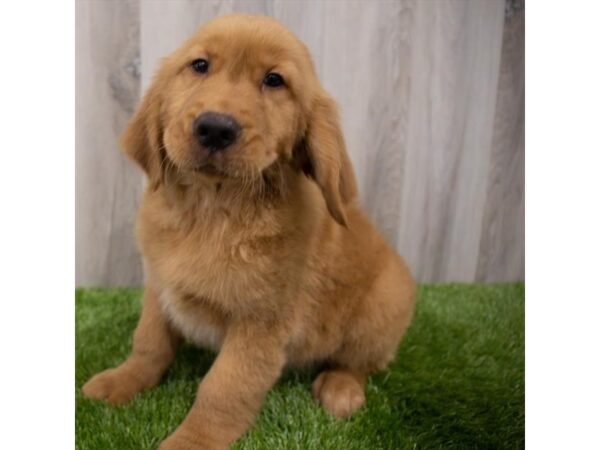 Golden Retriever DOG Male Golden 8721 Petland Athens, OH