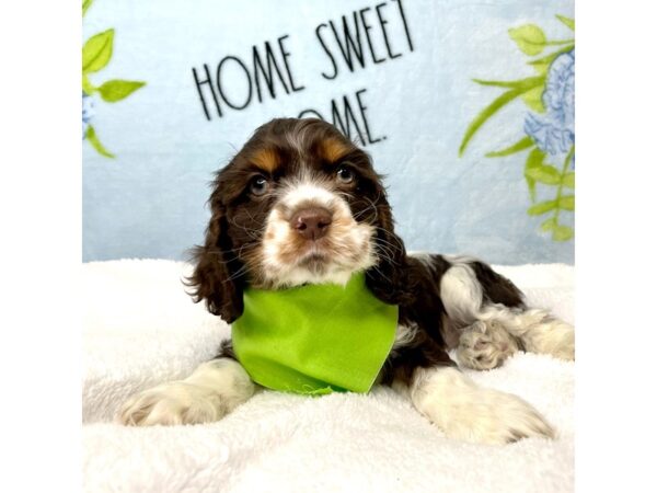 Cocker Spaniel DOG Male Dark Chocolate 8732 Petland Athens, OH