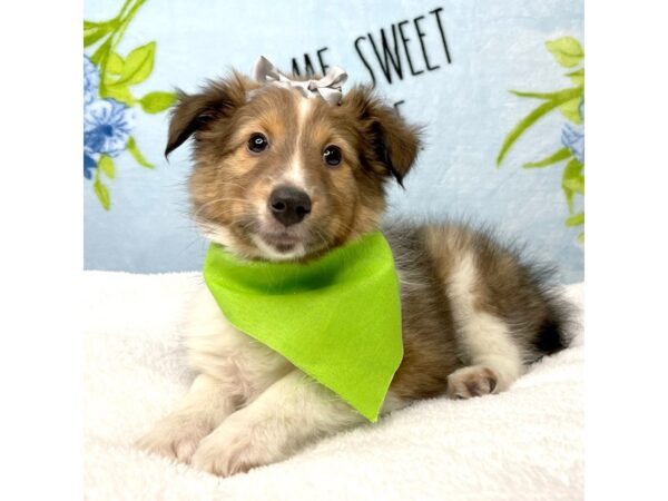 Shetland Sheepdog DOG Female Sable 8731 Petland Athens, OH