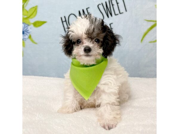 Poodle DOG Male White / Black 8730 Petland Athens, OH