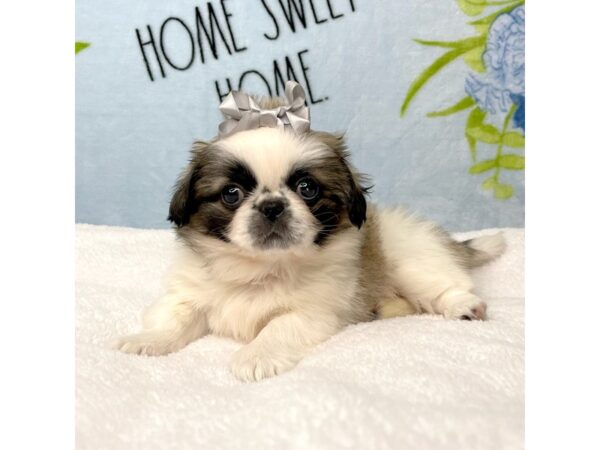 Pekingese DOG Female Fawn Sable 8729 Petland Athens, OH