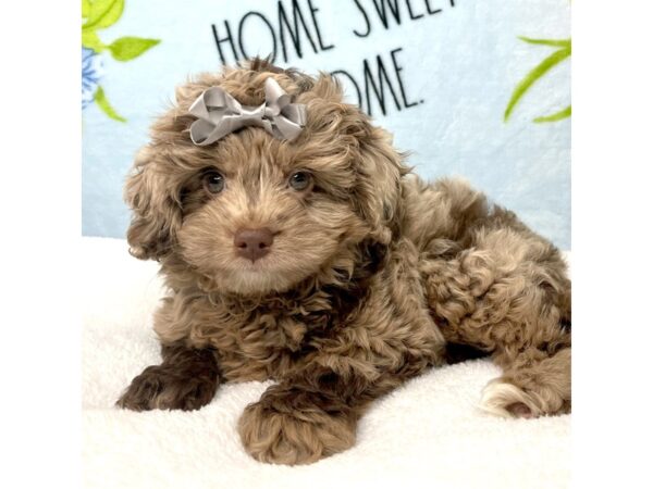 Cockapoo DOG Female Chocolate Merle 8728 Petland Athens, OH