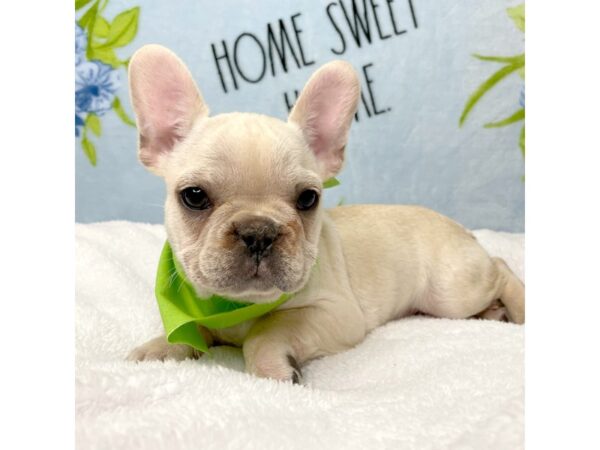 French Bulldog DOG Male Cream 8720 Petland Athens, OH