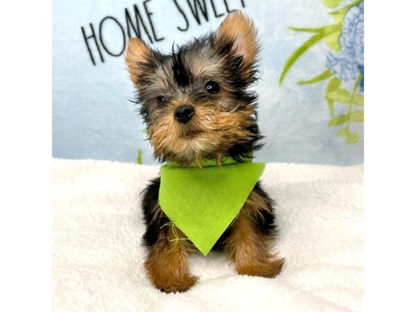 Silky Terrier-DOG-Male-Black / Tan-8722-Petland Athens, OH