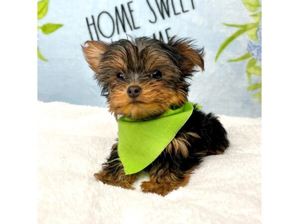 Yorkshire Terrier DOG Male Black / Tan 8723 Petland Athens, OH