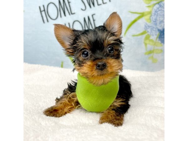 Yorkshire Terrier DOG Male Black / Tan 8724 Petland Athens, OH