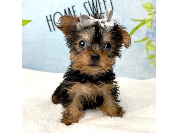 Yorkshire Terrier DOG Female Black / Tan 8725 Petland Athens, OH