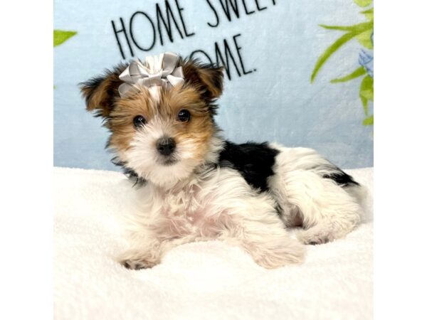 Yorkshire Terrier DOG Female Black / Tan 8726 Petland Athens, OH