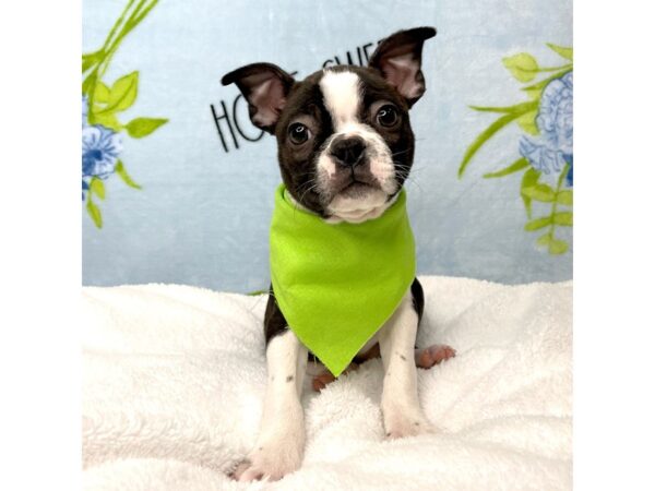 Boston Terrier DOG Female Brindle / White 8727 Petland Athens, OH