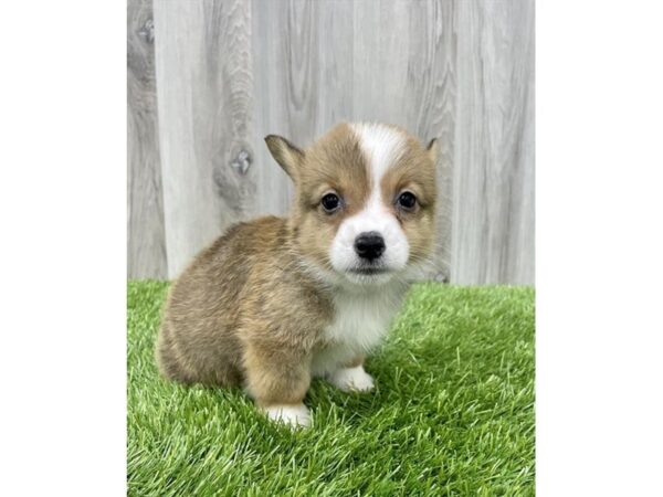 Pembroke Welsh Corgi-DOG-Male-Red Sable-8748-Petland Athens, OH