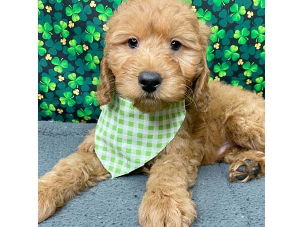 Goldendoodle Mini-DOG-Male-Red-8744-Petland Athens, OH