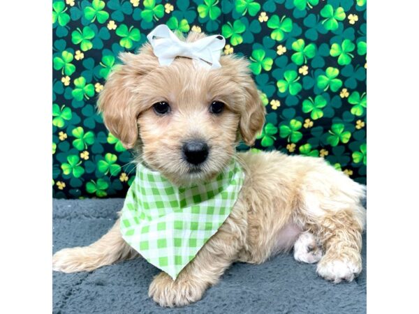 Goldendoodle Mini DOG Female Golden 8743 Petland Athens, OH