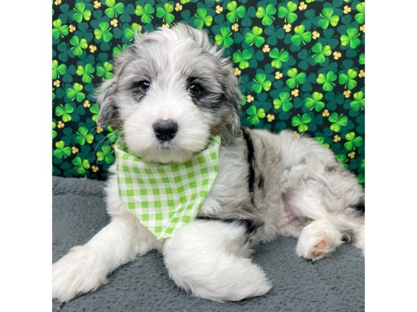 Aussiedoodle Mini-DOG-Male-Blue Merle-8742-Petland Athens, OH