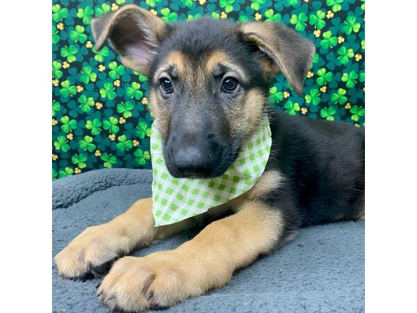German Shepherd DOG Male Black / Tan 8741 Petland Athens, OH